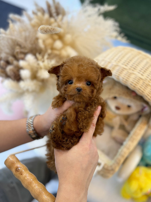 Poodle - Bally(Male) - Beautiful puppy teacup puppy with adorable features available for adoption from Velydog
