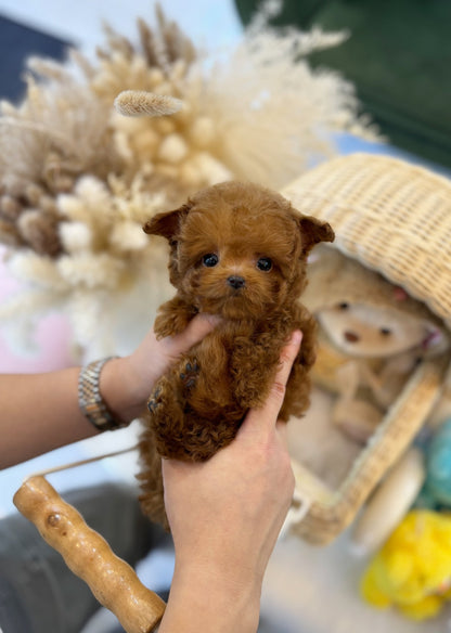 Poodle - Bally(Male) - Beautiful puppy teacup puppy with adorable features available for adoption from Velydog