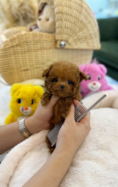 Poodle - Bally(Male) - Beautiful puppy teacup puppy with adorable features available for adoption from Velydog