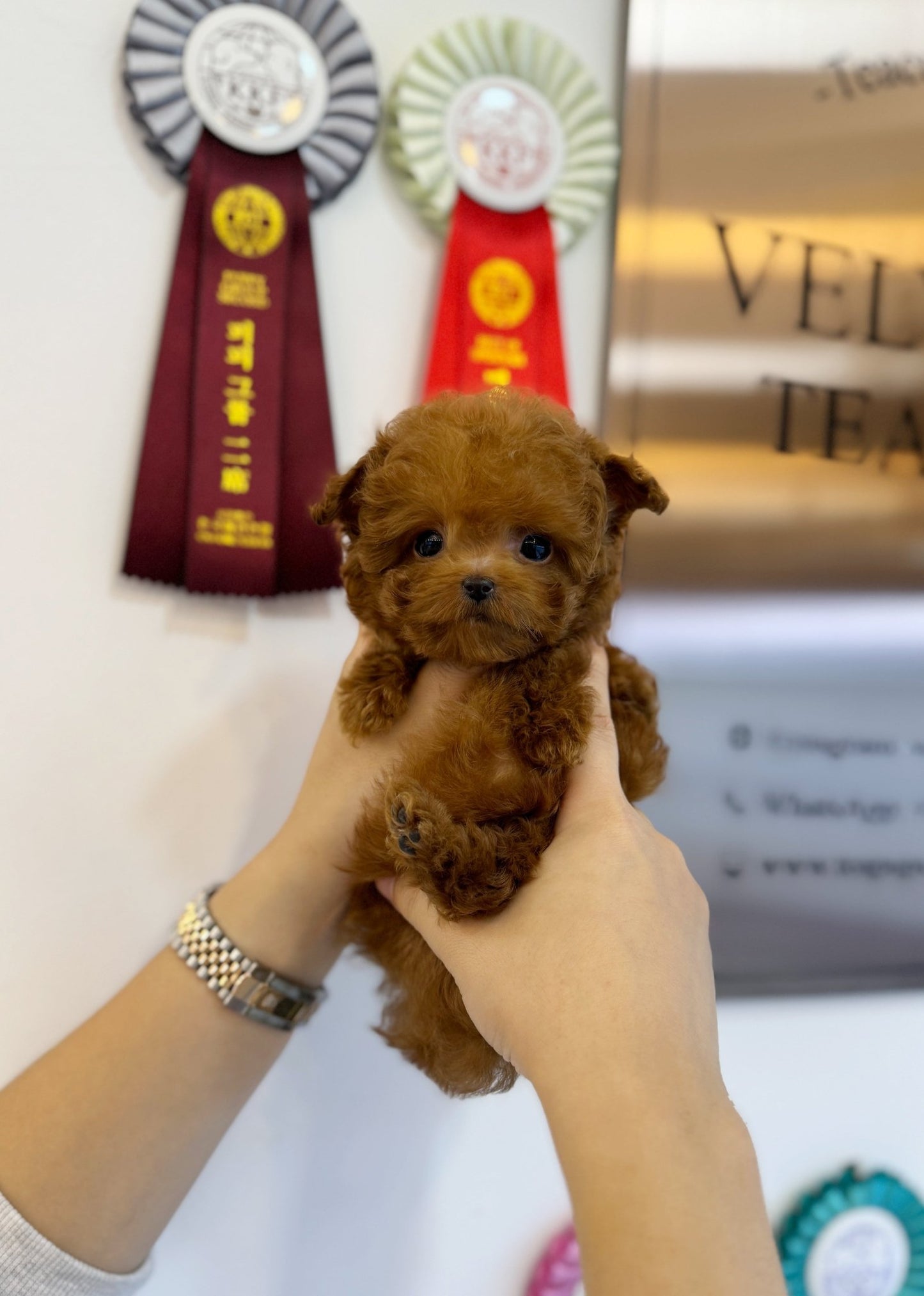 Poodle - Bally(Male) - Beautiful puppy teacup puppy with adorable features available for adoption from Velydog