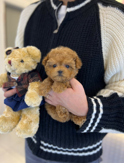 Poodle - Bam - Beautiful puppy teacup puppy with adorable features available for adoption from Velydog