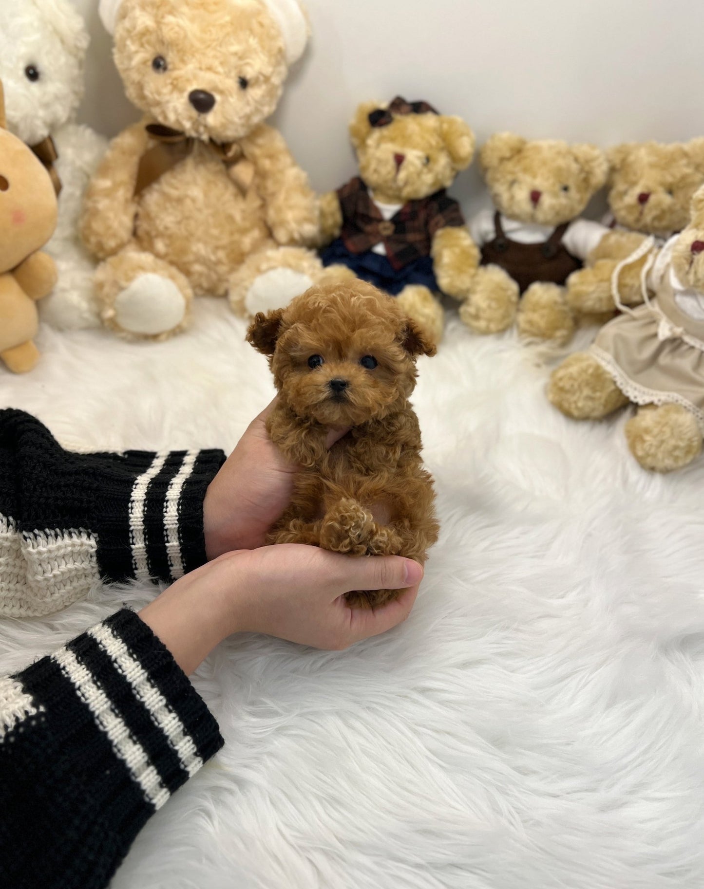 Poodle - Bam - Beautiful puppy teacup puppy with adorable features available for adoption from Velydog