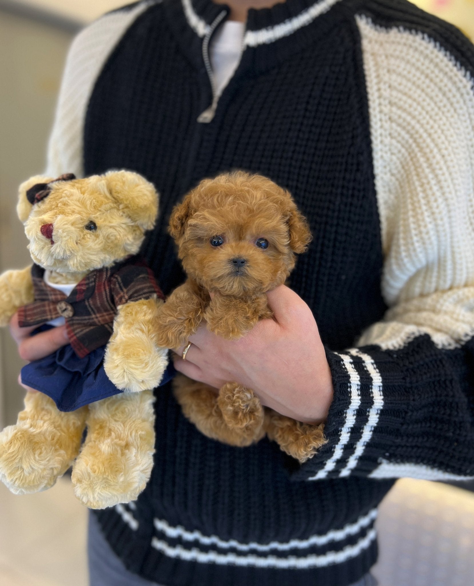 Poodle - Bam - Beautiful puppy teacup puppy with adorable features available for adoption from Velydog