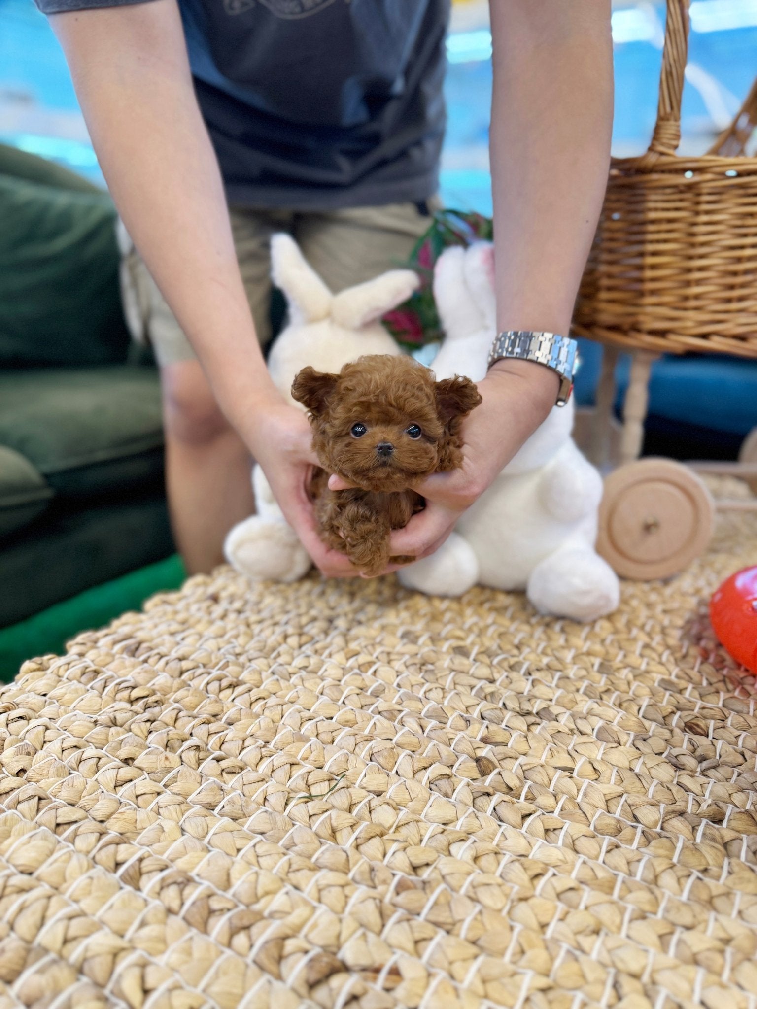 Poodle - Bambee(Female) - Beautiful puppy teacup puppy with adorable features available for adoption from Velydog