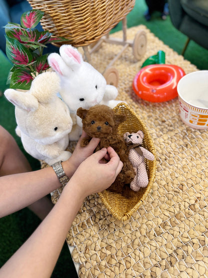 Poodle - Bambee(Female) - Beautiful puppy teacup puppy with adorable features available for adoption from Velydog