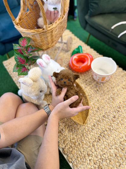 Poodle - Bambee(Female) - Beautiful puppy teacup puppy with adorable features available for adoption from Velydog