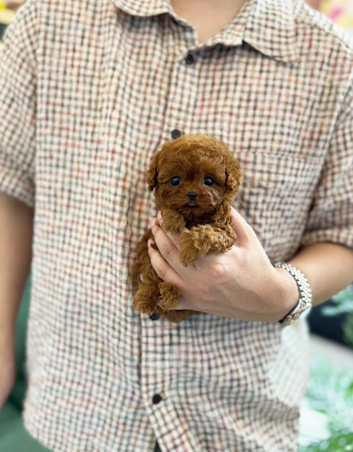 Poodle - Bani(Female) - Beautiful puppy teacup puppy with adorable features available for adoption from Velydog