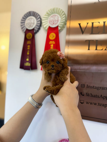 Poodle - Bani(Female) - Beautiful puppy teacup puppy with adorable features available for adoption from Velydog