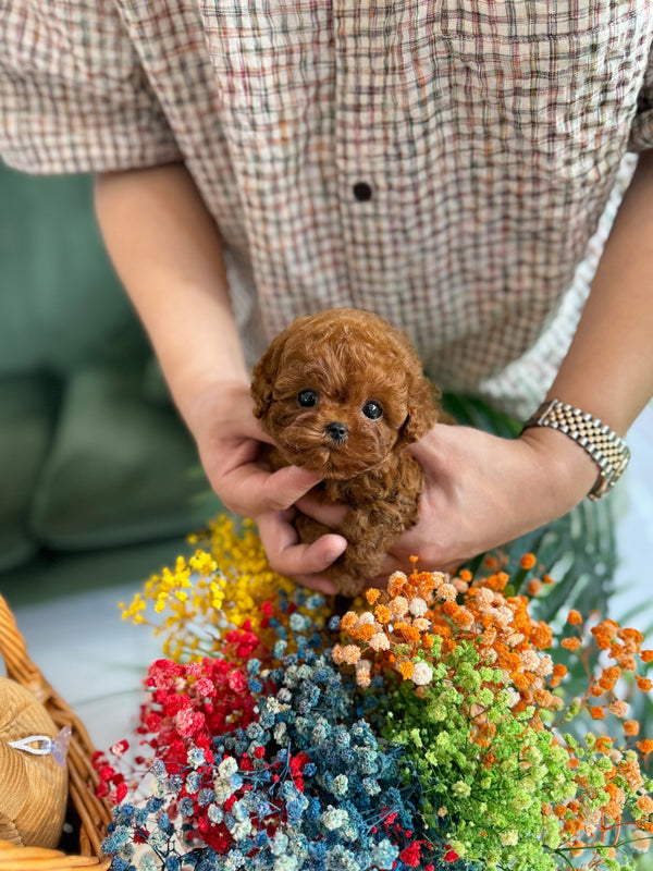 Poodle - Bani(Female) - Beautiful puppy teacup puppy with adorable features available for adoption from Velydog