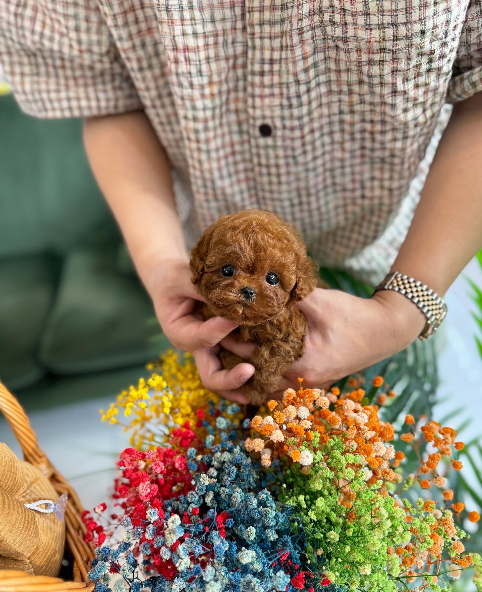 Poodle - Bani(Female) - Beautiful puppy teacup puppy with adorable features available for adoption from Velydog