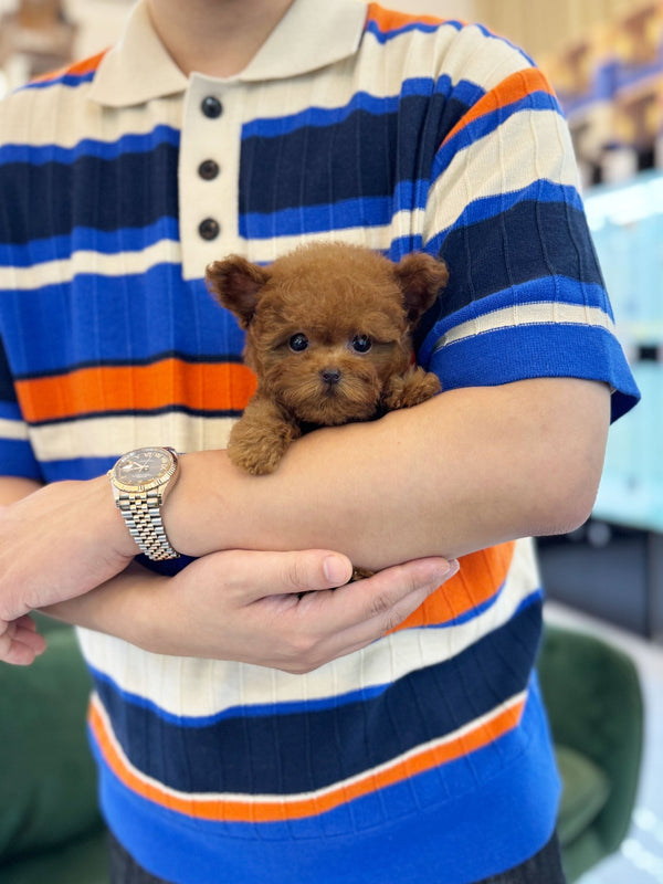 Poodle - Bao(Male) - Beautiful puppy teacup puppy with adorable features available for adoption from Velydog