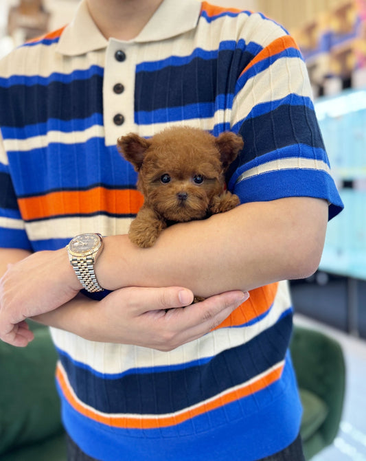 Poodle - Bao(Male) - Beautiful puppy teacup puppy with adorable features available for adoption from Velydog