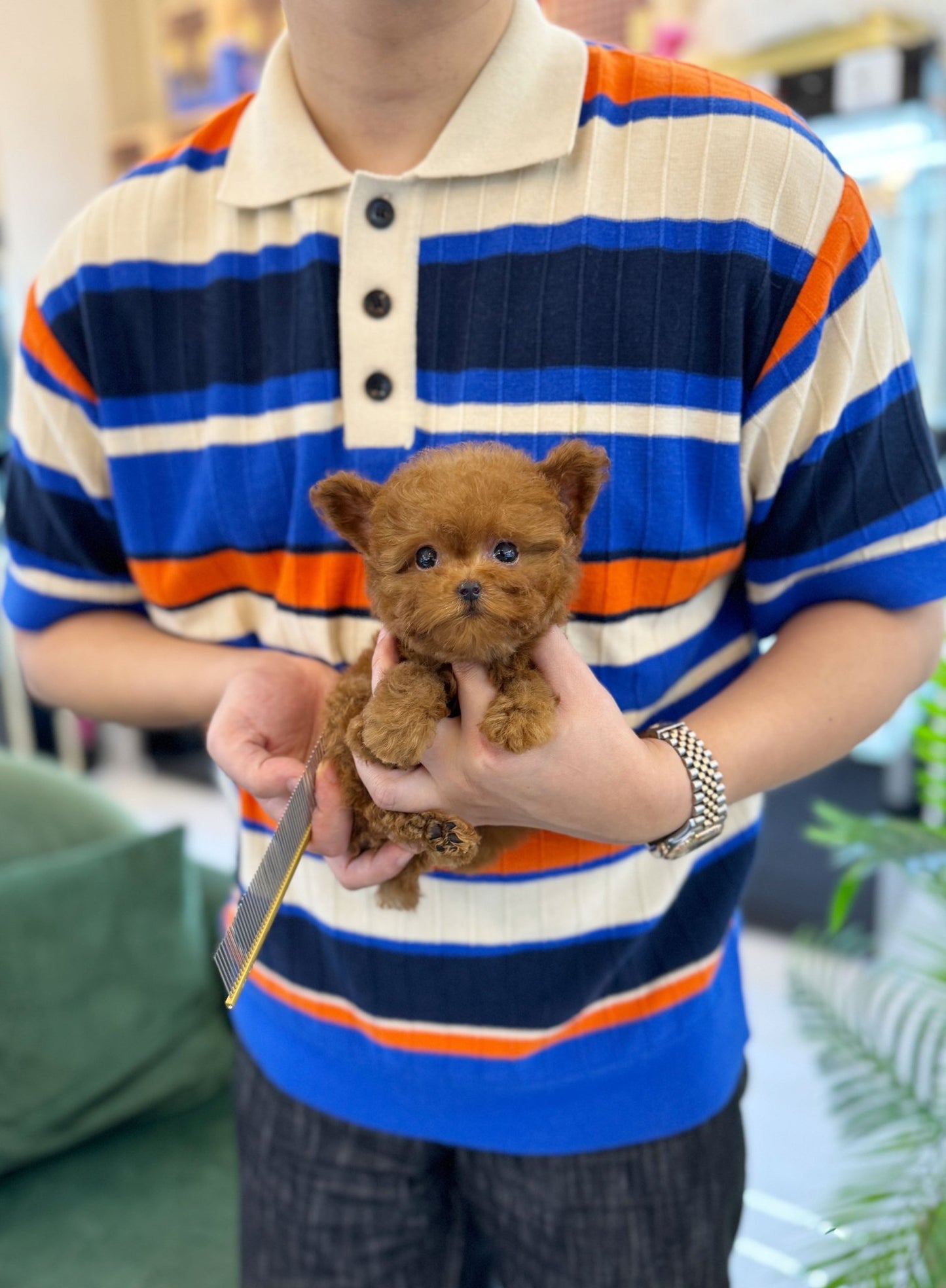 Poodle - Bao(Male) - Beautiful puppy teacup puppy with adorable features available for adoption from Velydog