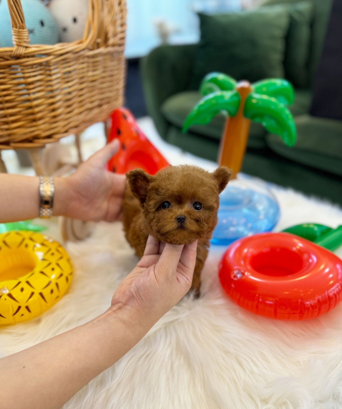 Poodle - Bao(Male) - Beautiful puppy teacup puppy with adorable features available for adoption from Velydog