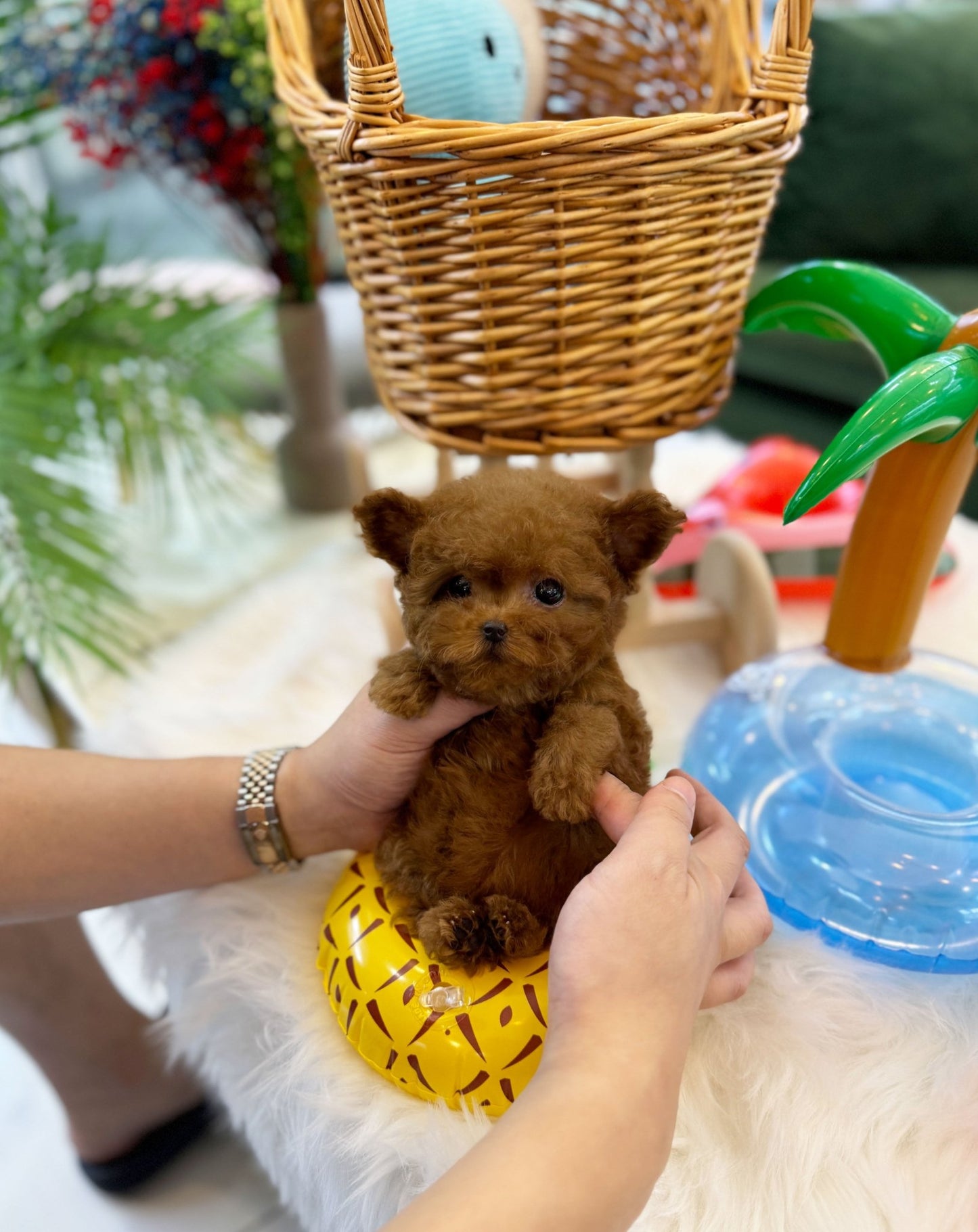 Poodle - Bao(Male) - Beautiful puppy teacup puppy with adorable features available for adoption from Velydog