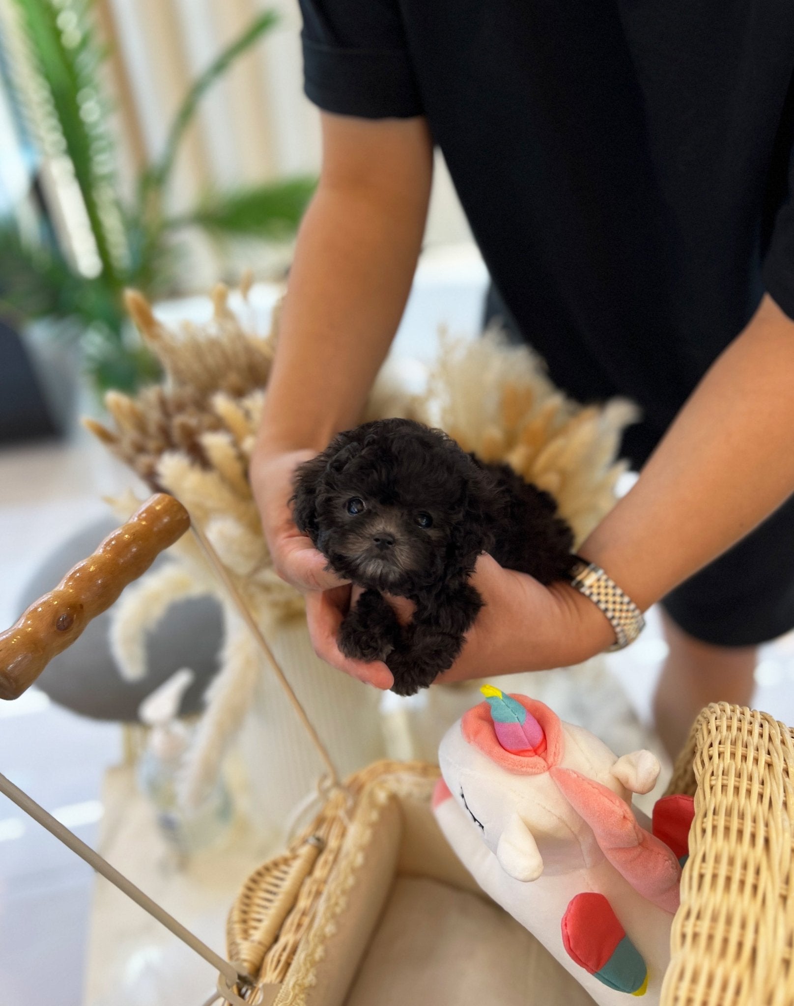 Poodle - Barbie(Female) - Beautiful puppy teacup puppy with adorable features available for adoption from Velydog