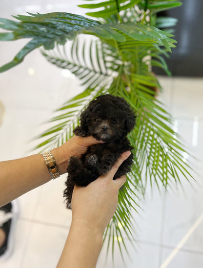 Poodle - Barbie(Female) - Beautiful puppy teacup puppy with adorable features available for adoption from Velydog