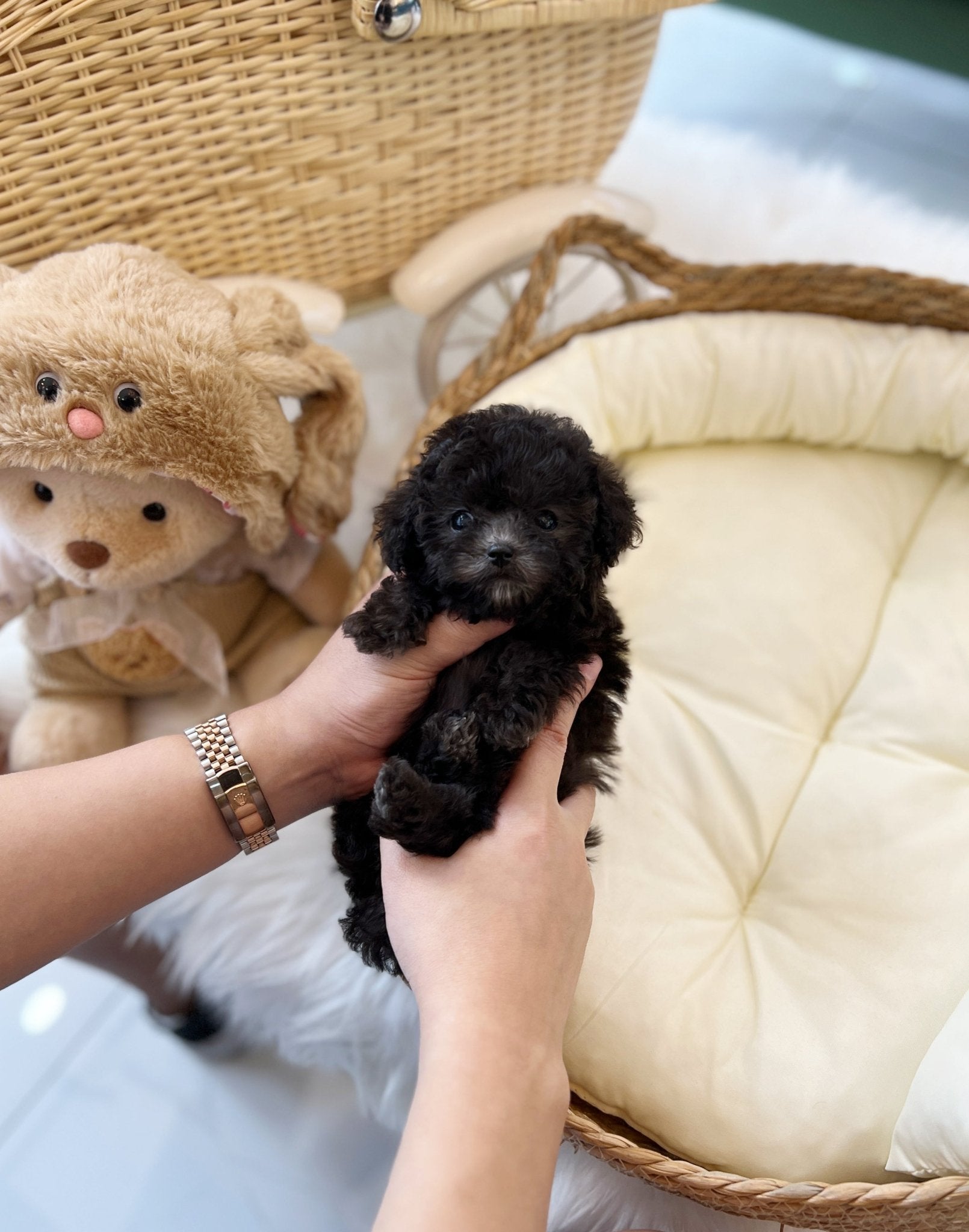 Poodle - Barbie(Female) - Beautiful puppy teacup puppy with adorable features available for adoption from Velydog