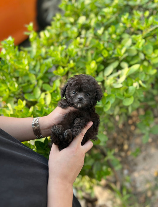 Poodle - Barbie(Female) - Beautiful puppy teacup puppy with adorable features available for adoption from Velydog