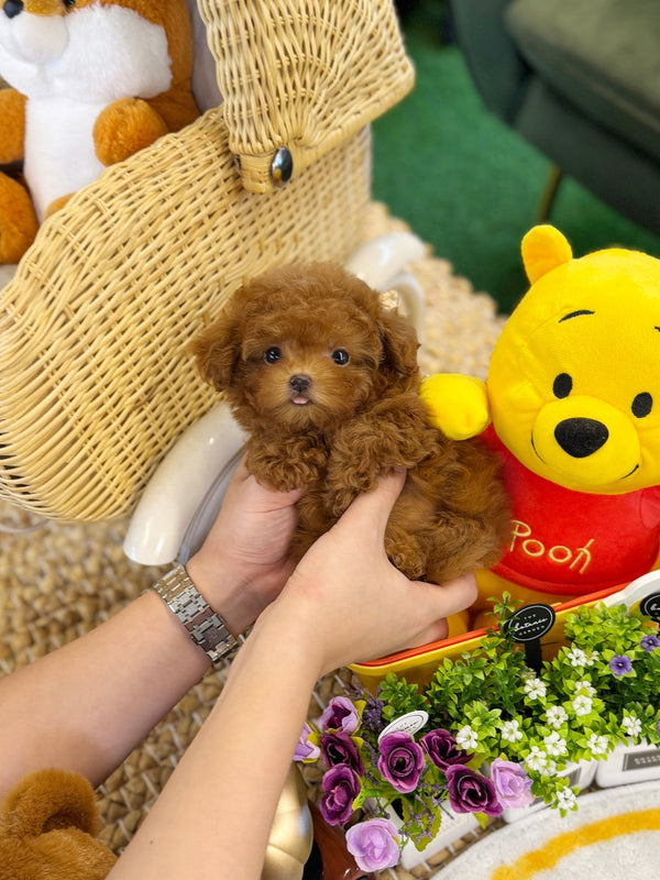 Poodle - Bianca(Female) - Beautiful puppy teacup puppy with adorable features available for adoption from Velydog