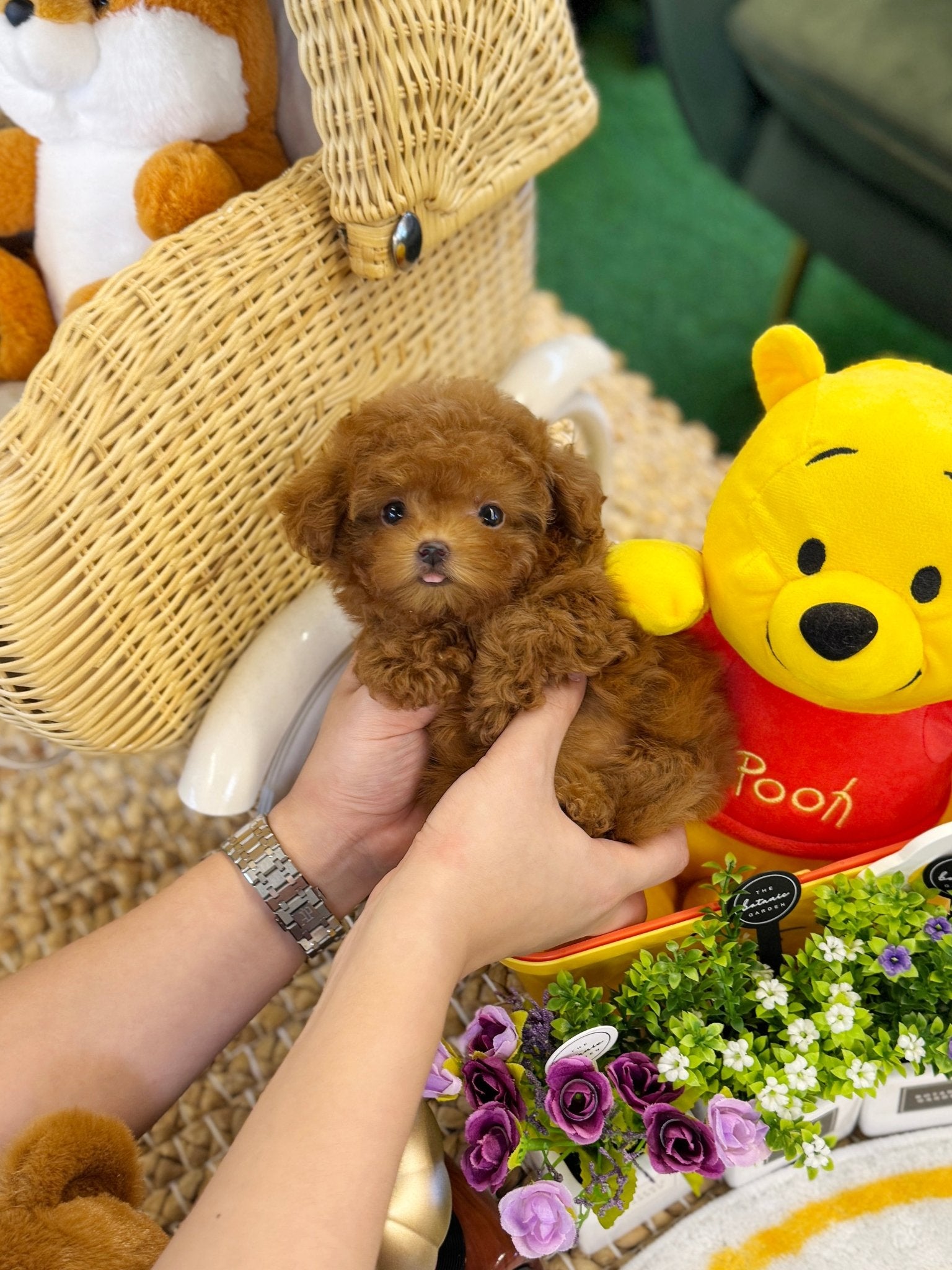 Poodle - Bianca(Female) - Beautiful puppy teacup puppy with adorable features available for adoption from Velydog