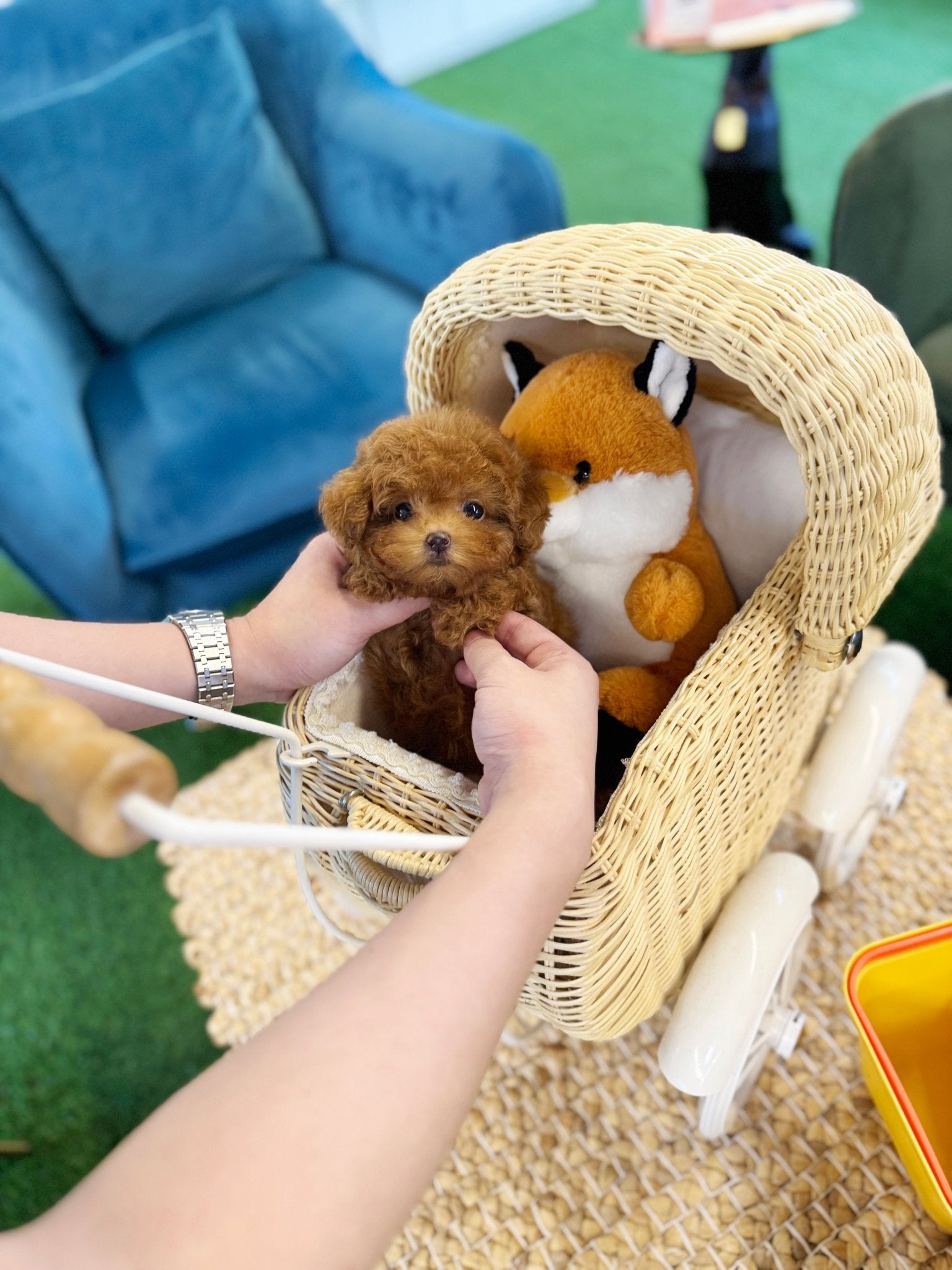 Poodle - Bianca(Female) - Beautiful puppy teacup puppy with adorable features available for adoption from Velydog