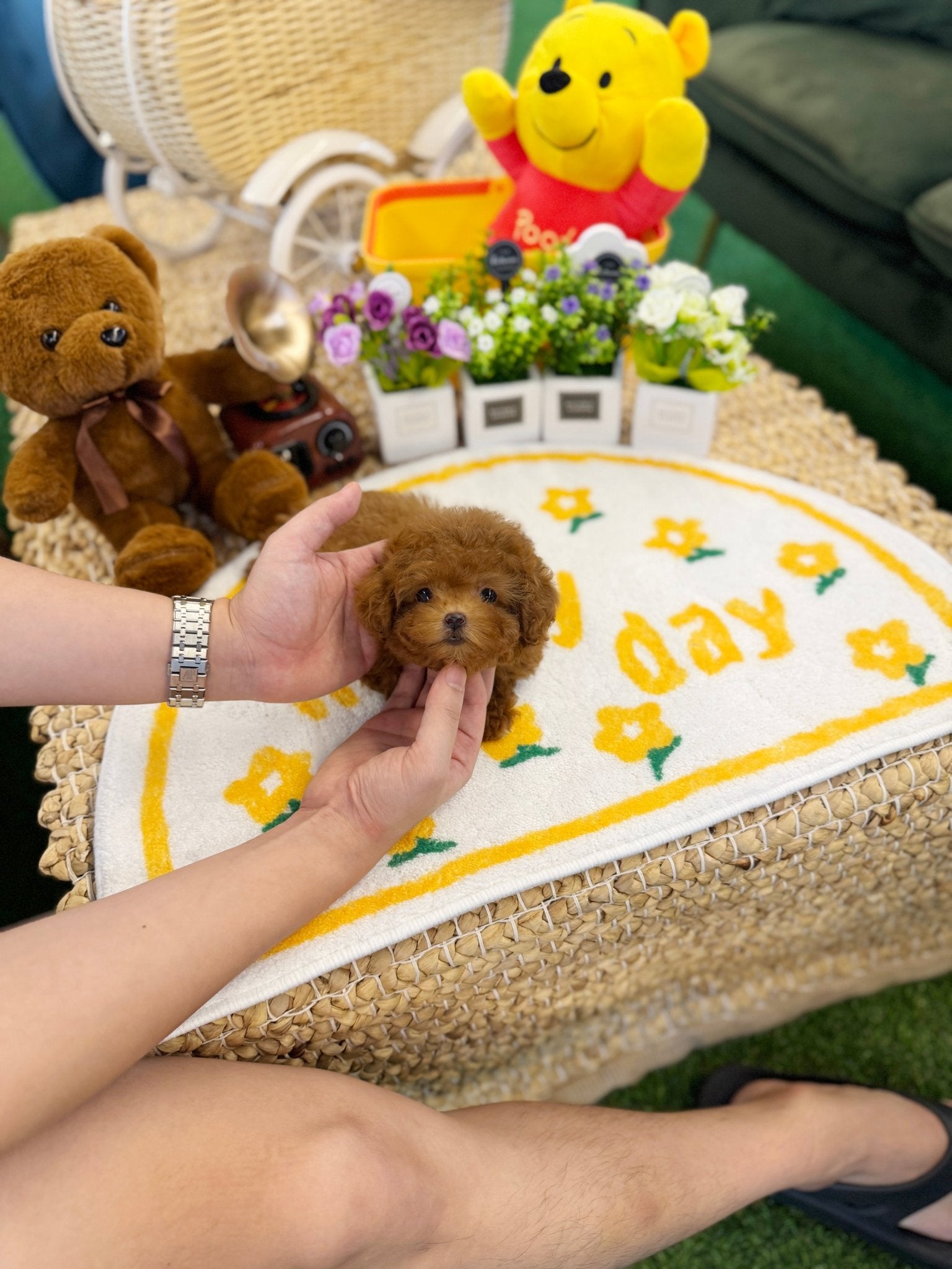 Poodle - Bianca(Female) - Beautiful puppy teacup puppy with adorable features available for adoption from Velydog