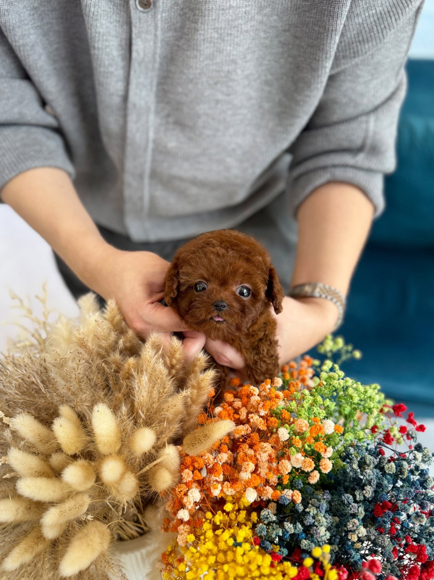 Poodle - Bibi(Female) - Beautiful puppy teacup puppy with adorable features available for adoption from Velydog