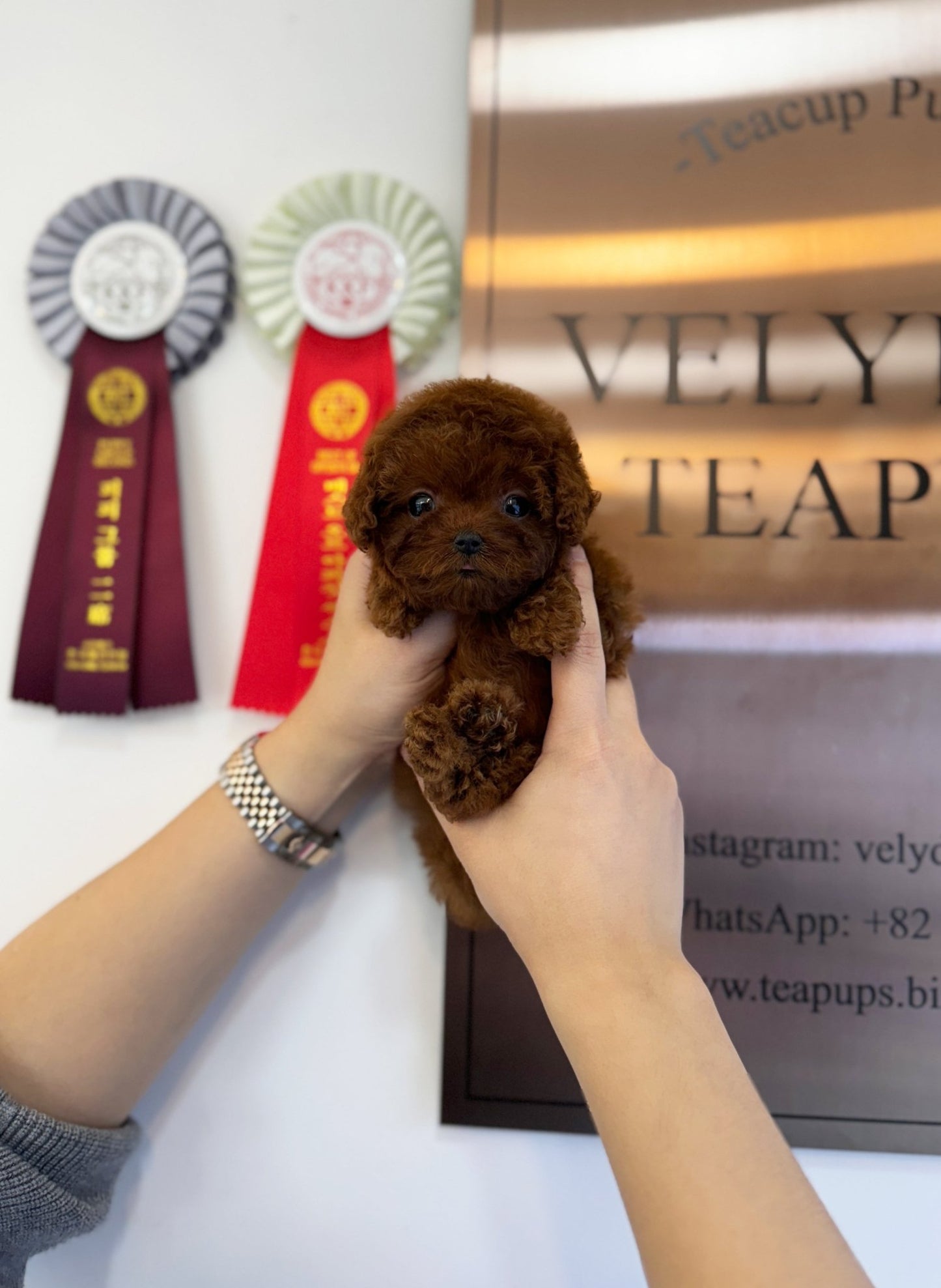 Poodle - Bibi(Female) - Beautiful puppy teacup puppy with adorable features available for adoption from Velydog