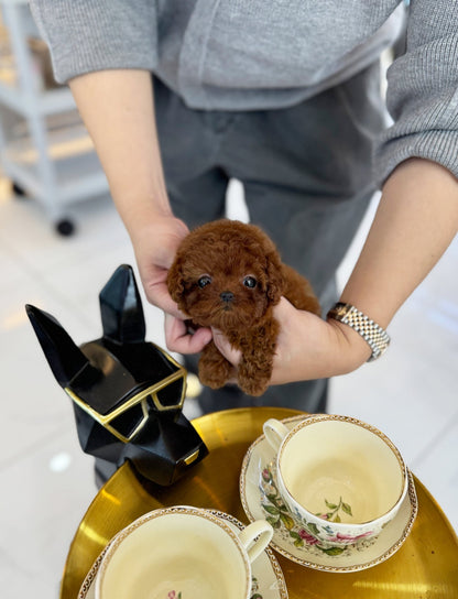 Poodle - Bibi(Female) - Beautiful puppy teacup puppy with adorable features available for adoption from Velydog