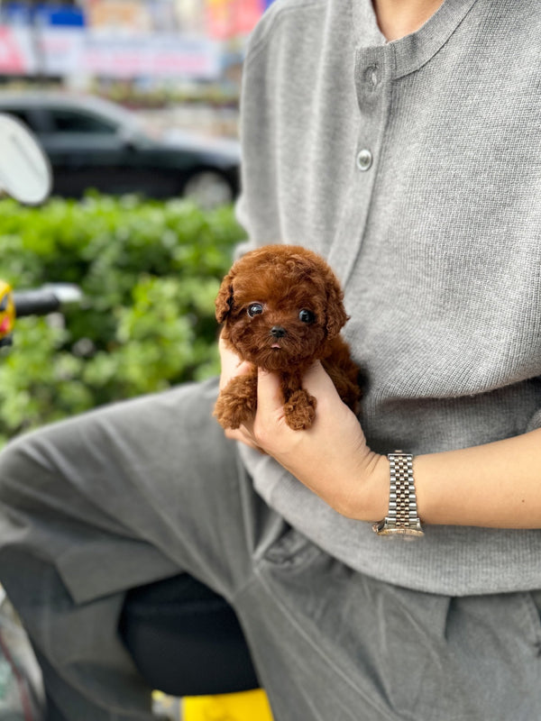 Poodle - Bibi(Female) - Beautiful puppy teacup puppy with adorable features available for adoption from Velydog