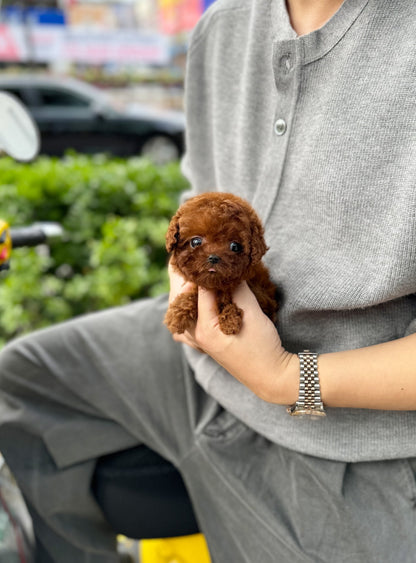 Poodle - Bibi(Female) - Beautiful puppy teacup puppy with adorable features available for adoption from Velydog