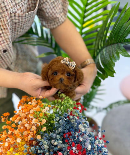 Poodle - Blanc(Female) - Beautiful puppy teacup puppy with adorable features available for adoption from Velydog