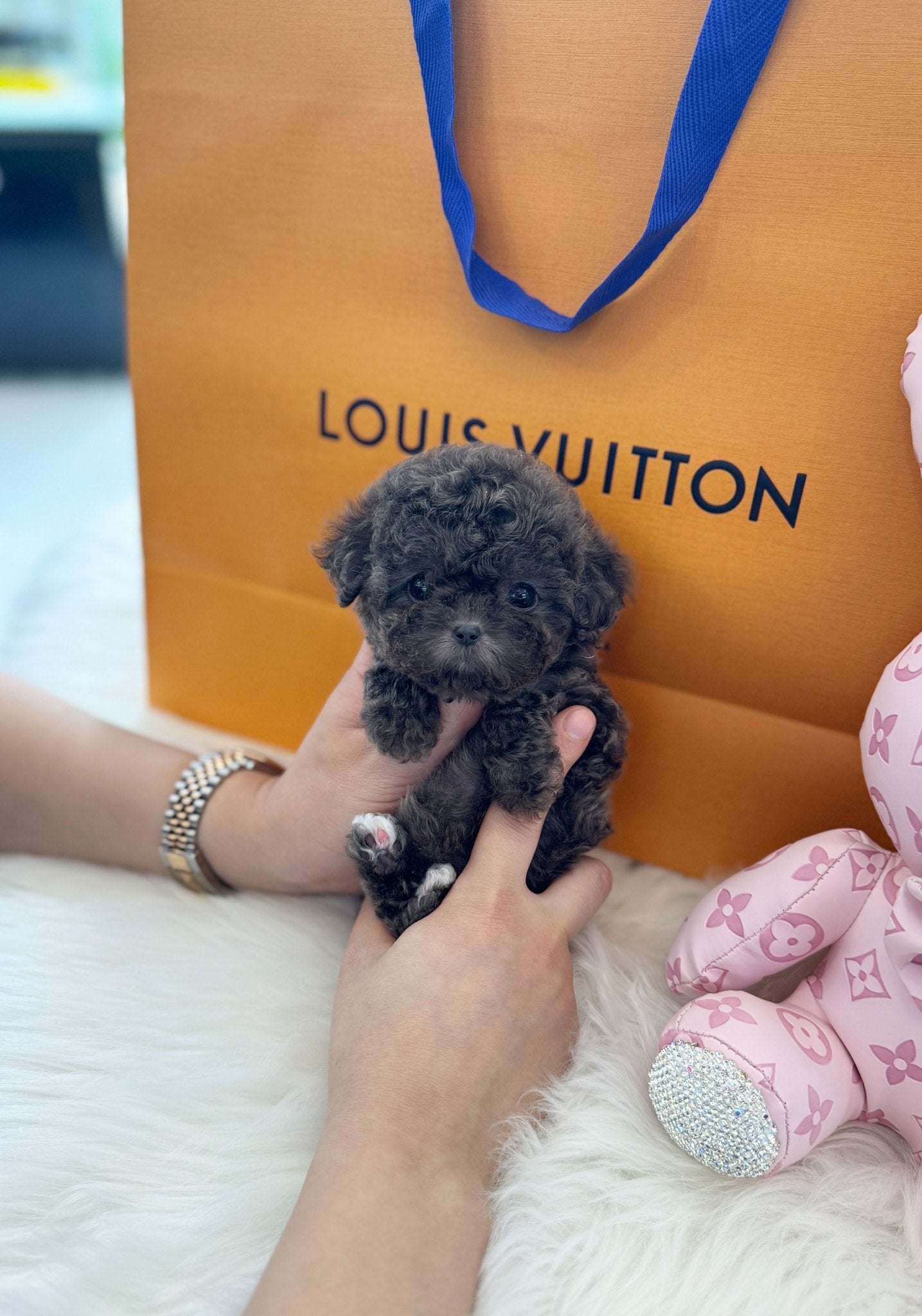 Poodle - Blueberry(Female) - Beautiful puppy teacup puppy with adorable features available for adoption from Velydog