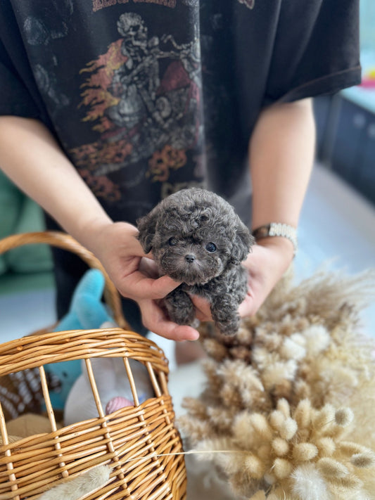 Poodle - Blueberry(Female) - Beautiful puppy teacup puppy with adorable features available for adoption from Velydog