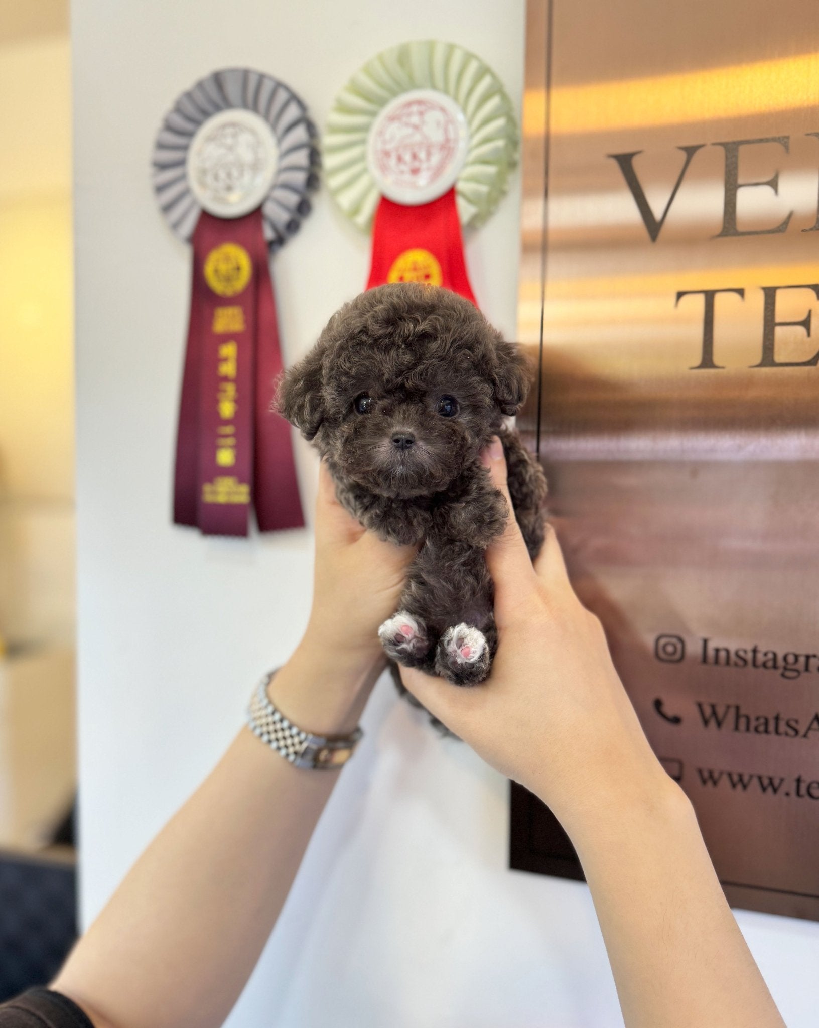 Poodle - Blueberry(Female) - Beautiful puppy teacup puppy with adorable features available for adoption from Velydog