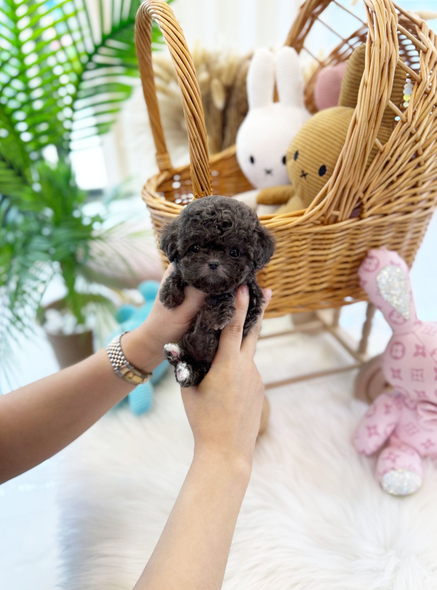 Poodle - Blueberry(Female) - Beautiful puppy teacup puppy with adorable features available for adoption from Velydog