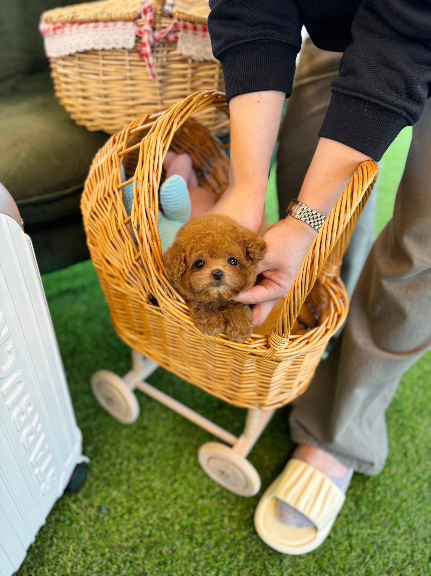 Poodle - Bony(Female) - Beautiful puppy teacup puppy with adorable features available for adoption from Velydog