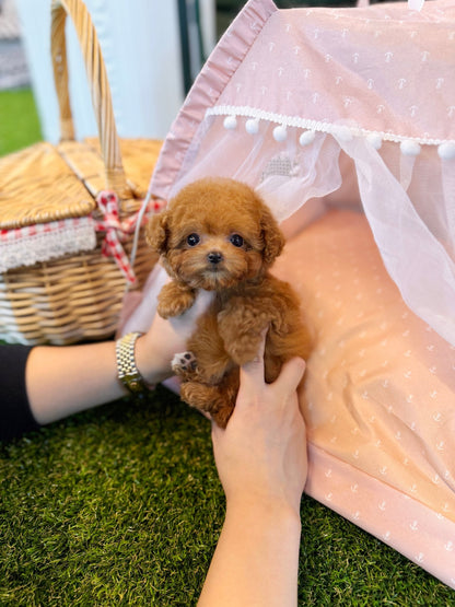 Poodle - Bony(Female) - Beautiful puppy teacup puppy with adorable features available for adoption from Velydog