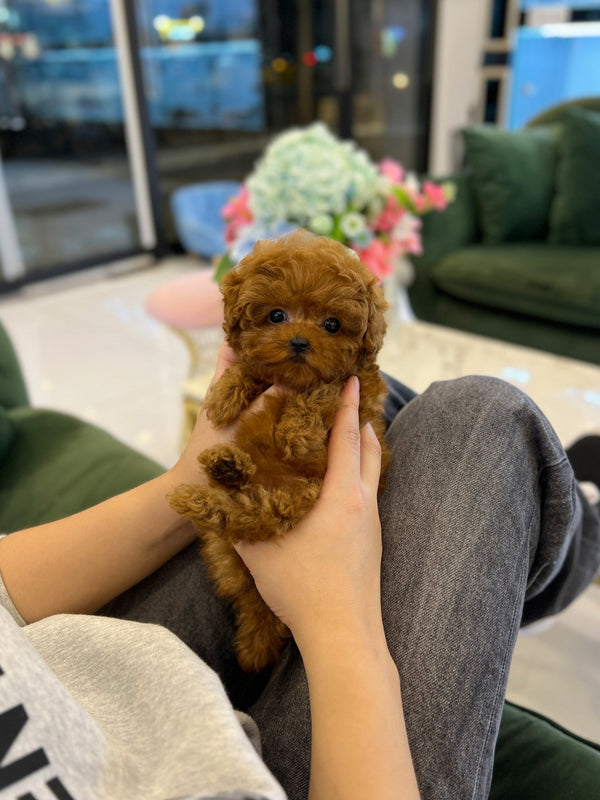 Poodle - Boram - Beautiful puppy teacup puppy with adorable features available for adoption from Velydog