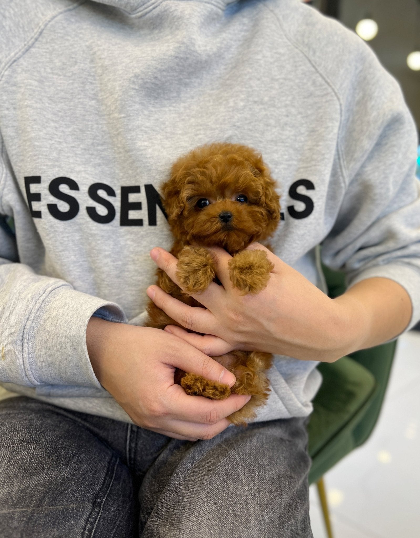 Poodle - Boram - Beautiful puppy teacup puppy with adorable features available for adoption from Velydog