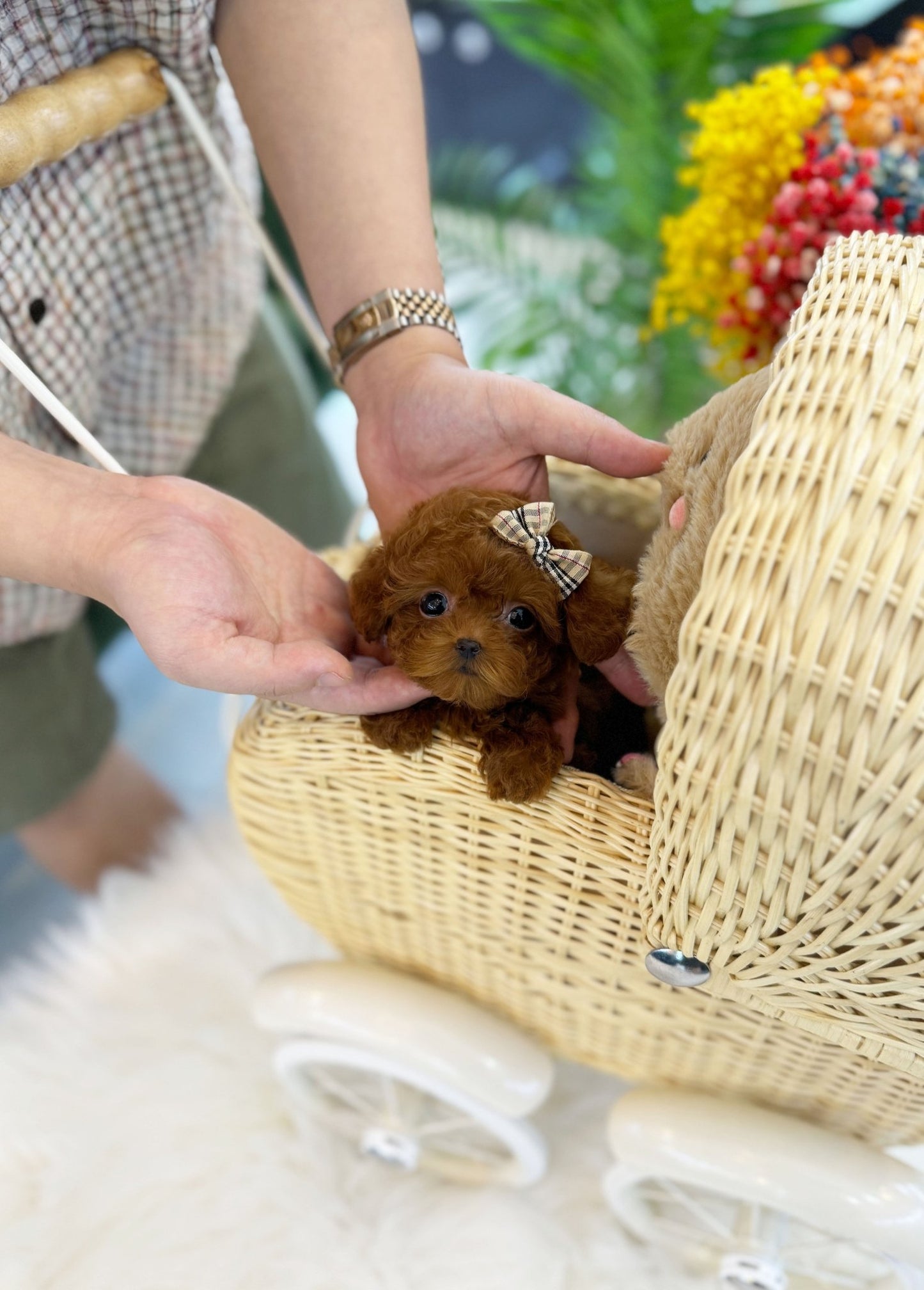 Poodle - Brandy(Female) - Beautiful puppy teacup puppy with adorable features available for adoption from Velydog