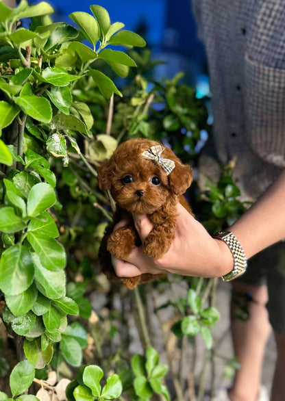 Poodle - Brandy(Female) - Beautiful puppy teacup puppy with adorable features available for adoption from Velydog