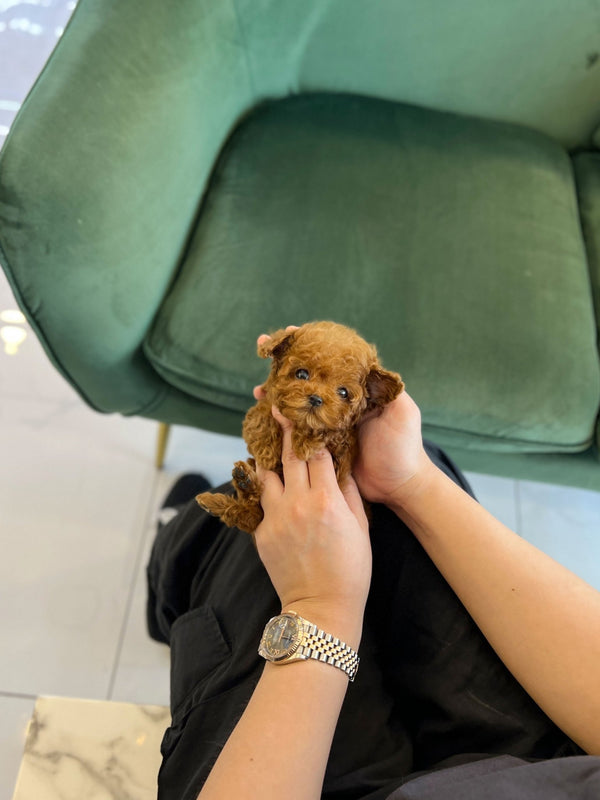 Poodle - Brownie(Female) - Beautiful puppy teacup puppy with adorable features available for adoption from Velydog