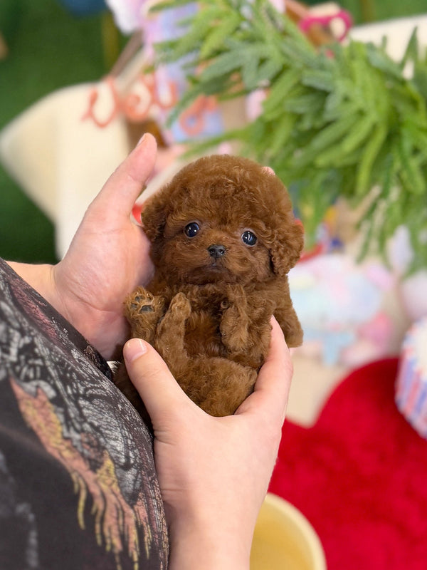 Poodle - Brownie(Female) - Beautiful puppy teacup puppy with adorable features available for adoption from Velydog