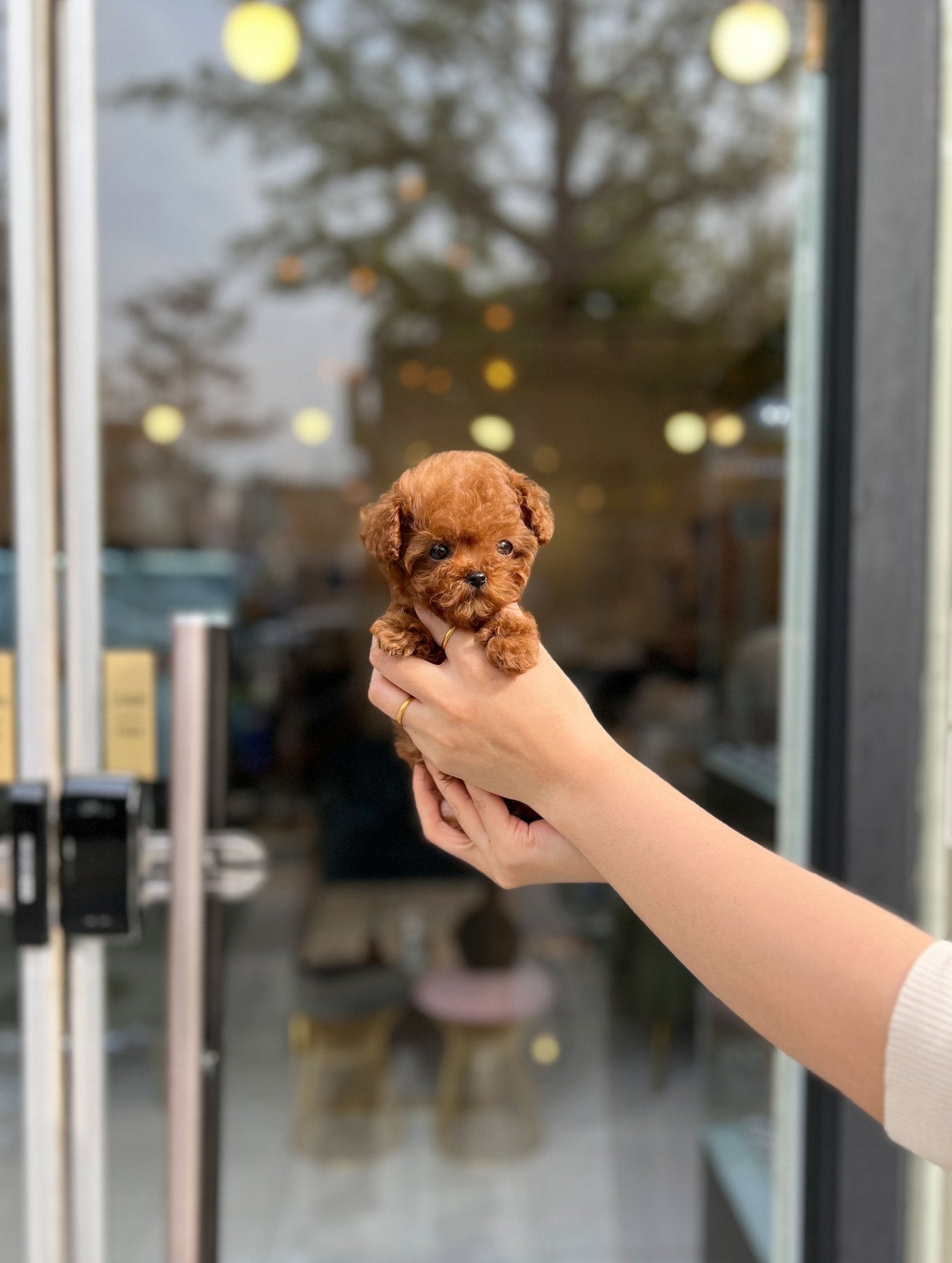 Poodle - Brownie(Female) - Beautiful puppy teacup puppy with adorable features available for adoption from Velydog