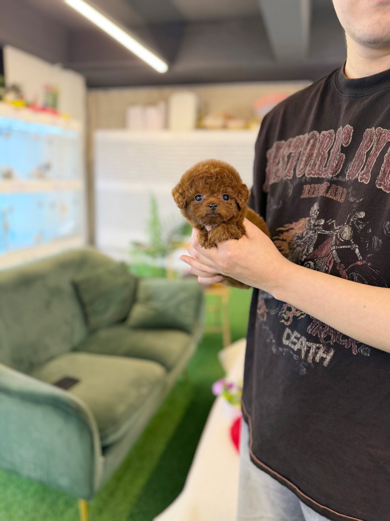 Poodle - Brownie(Female) - Beautiful puppy teacup puppy with adorable features available for adoption from Velydog