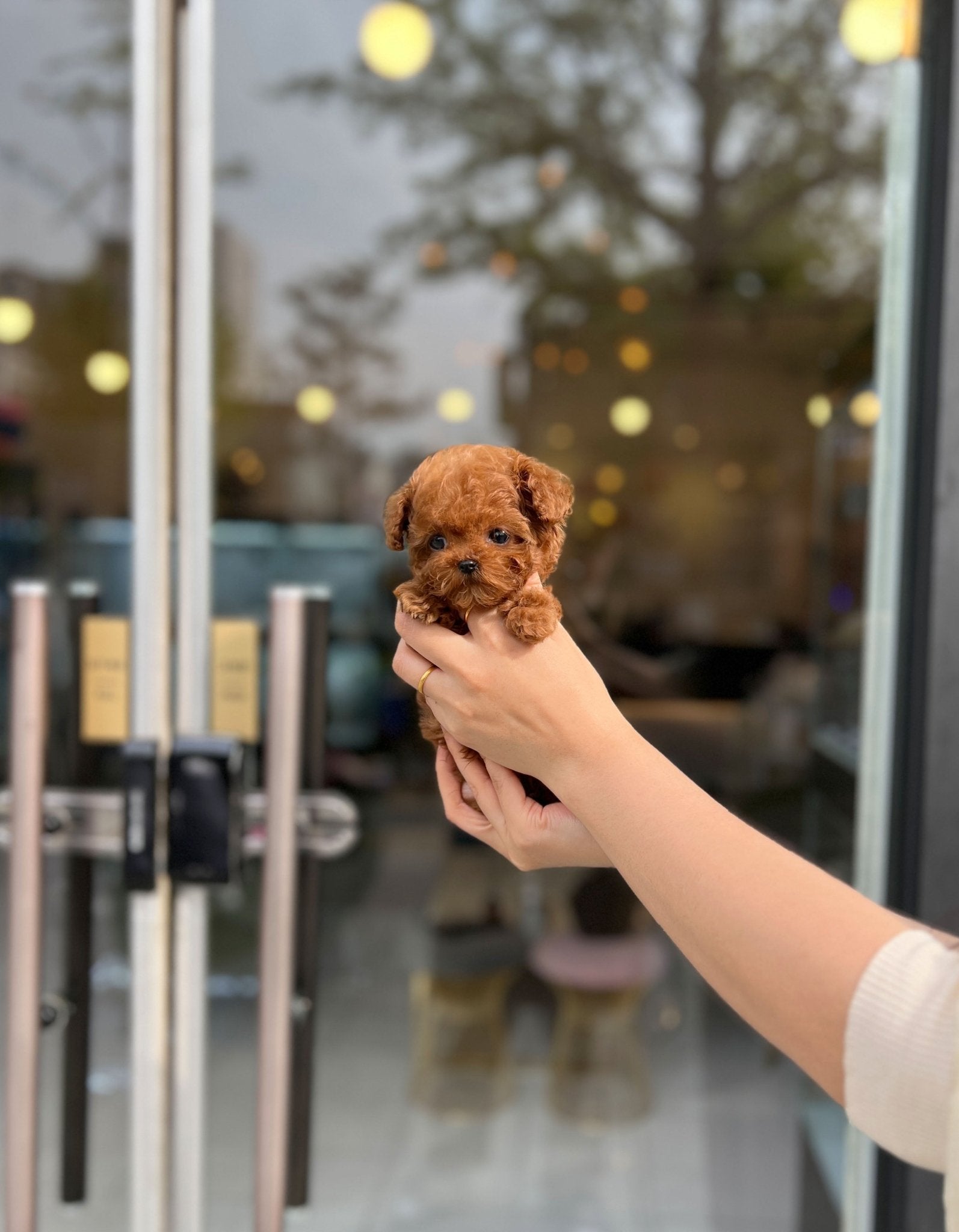 Poodle - Brownie(Female) - Beautiful puppy teacup puppy with adorable features available for adoption from Velydog