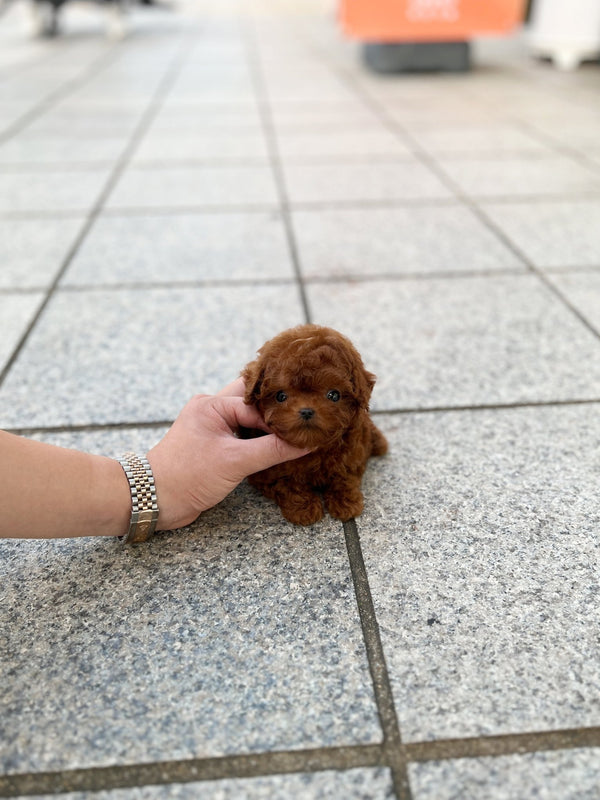 Poodle - Buckey(Female) - Beautiful puppy teacup puppy with adorable features available for adoption from Velydog