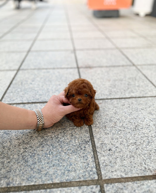 Poodle - Buckey(Female) - Beautiful puppy teacup puppy with adorable features available for adoption from Velydog